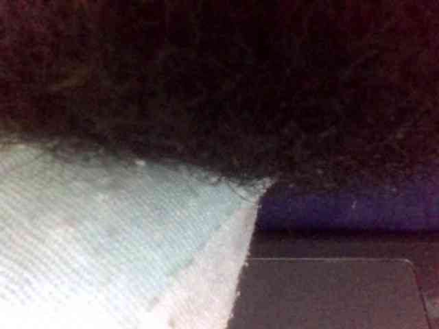 Blackbeuty webcam
