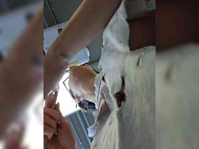 AntoniaDilune webcam