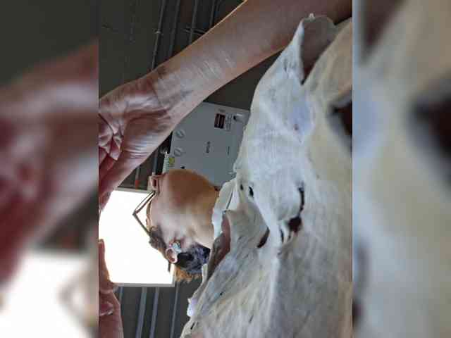 AntoniaDilune webcam