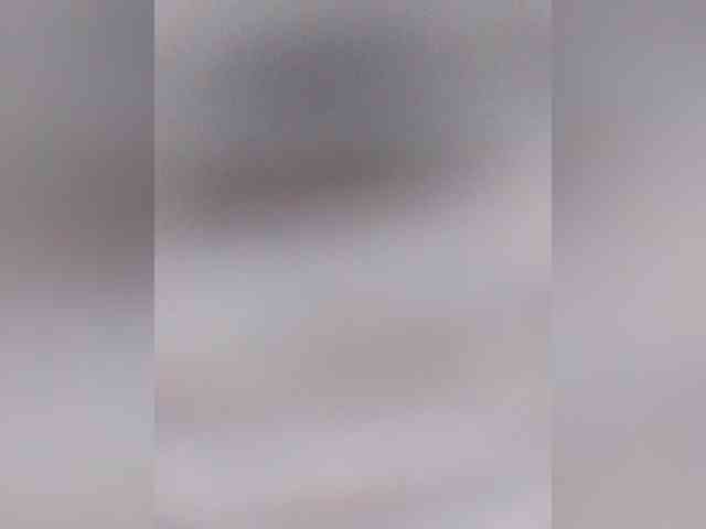 MaiaWatson MaiaWatson