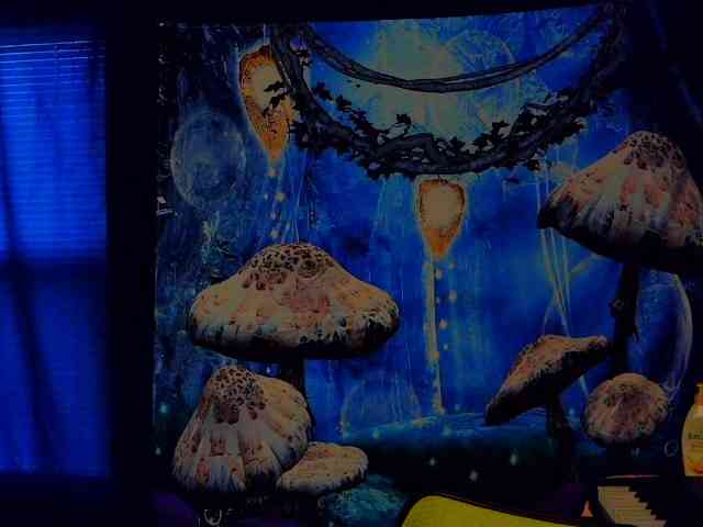 stormythunder webcam