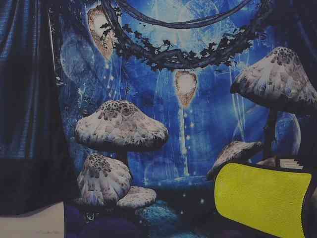 stormythunder webcam