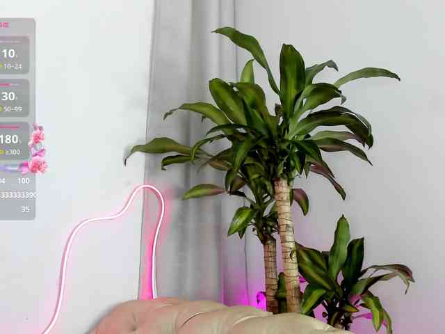 Jentokio webcam