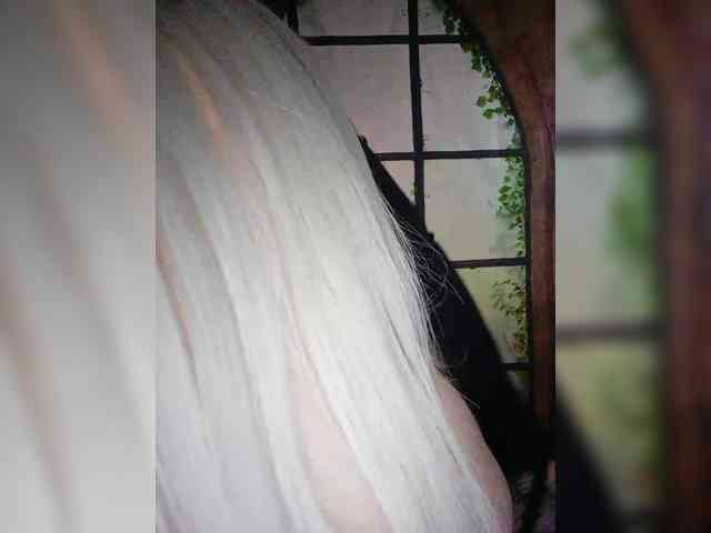Kuca webcam