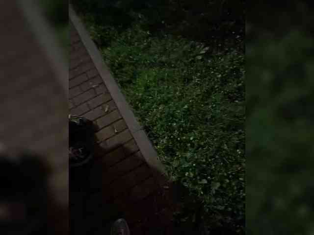 wild-love1 webcam