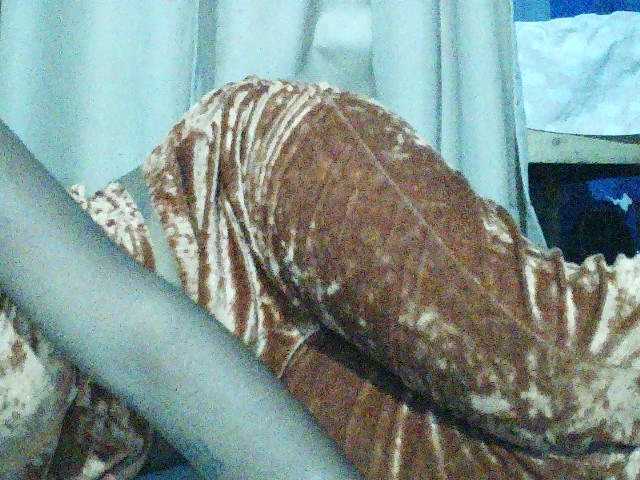 TriciaBella's BongaCams show and profile