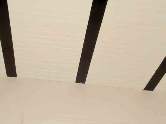 Candaceowens webcam