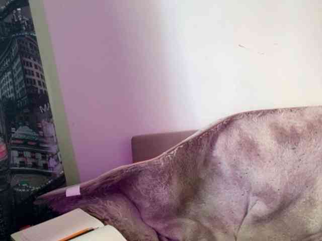 adult camming RoxyLover