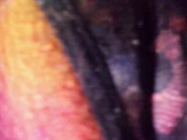 ReilyMelizza webcam