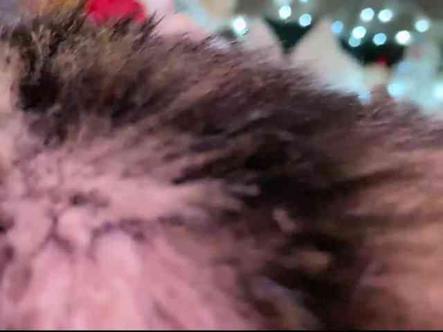 Alisa-Cheshirovna Alisa-Cheshirovna