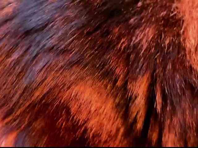 Alisa-Cheshirovna webcam