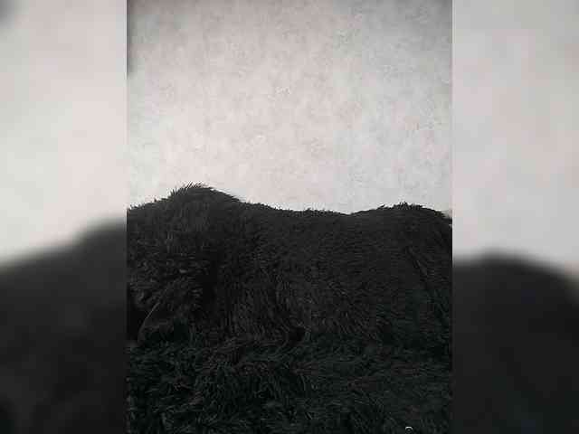 EvaAngel webcam