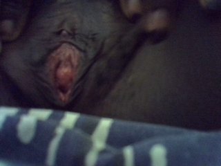 Africanasaucy Porn Show