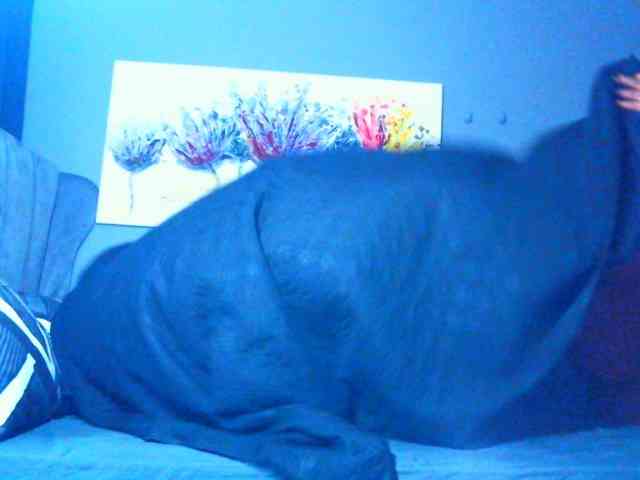 PearBlu38