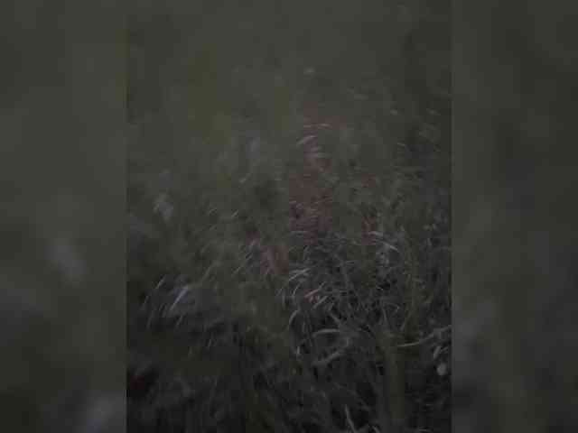 LallyRose webcam