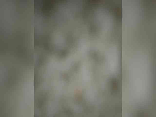 Lisenok_ webcam