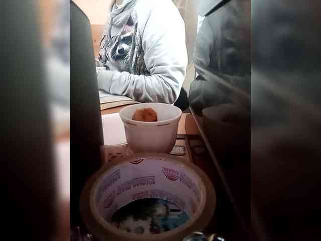 Molii-Molii35 webcam