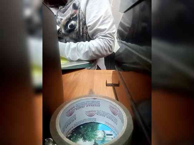 Molii-Molii35 webcam