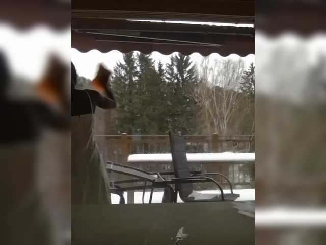 BradBubble webcam bongacams model stream image