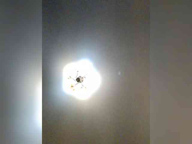 Lesik3500 webcam