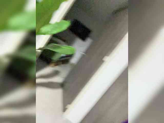 ReginaCorleone webcam