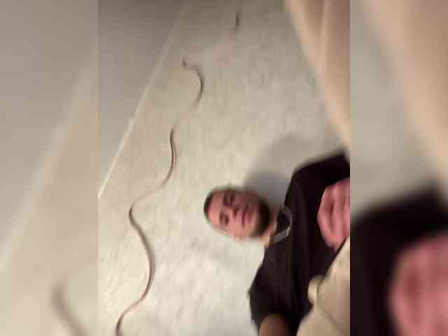 SABENY webcam