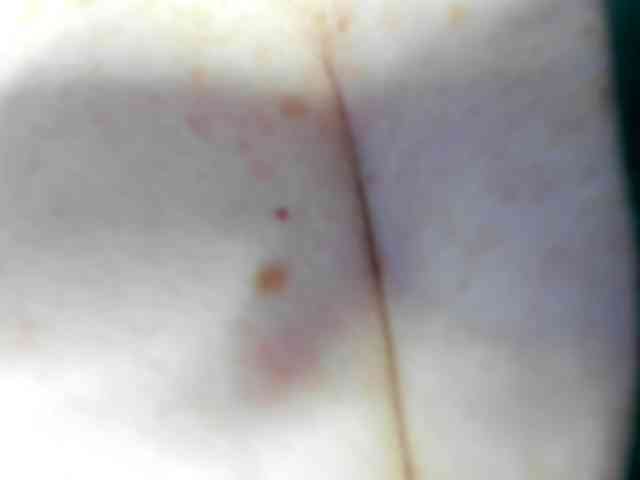 Laylala webcam