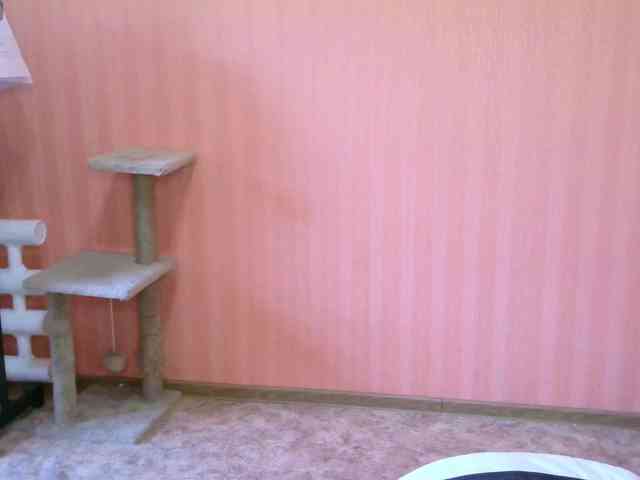 reaiss webcam