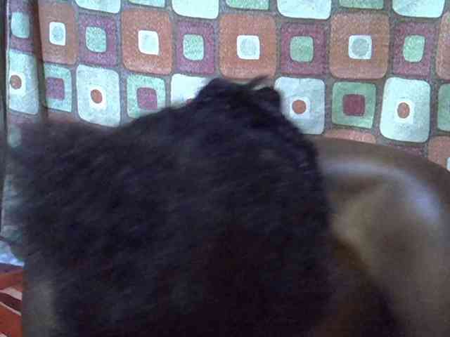 princess-scovia webcam