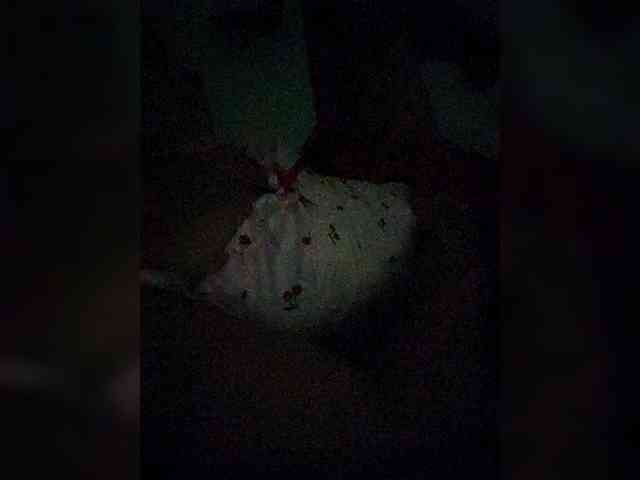 Georgina-Cross Georgina-Cross