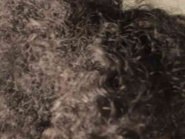 CarolinnaGomez webcam