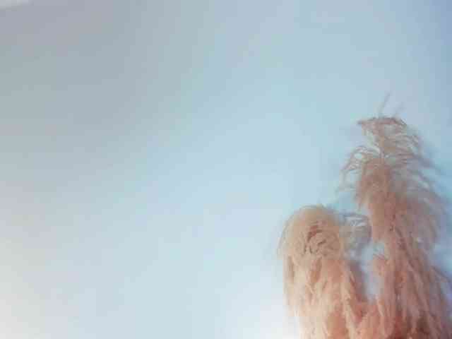 missdeyan webcam