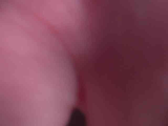 Piff_Pawlady webcam