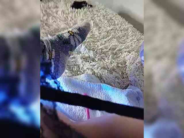 Piff_Pawlady webcam