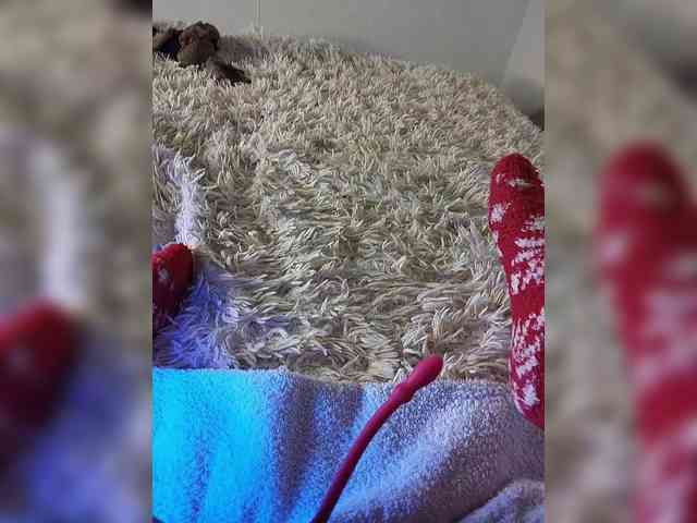 Piff_Pawlady webcam
