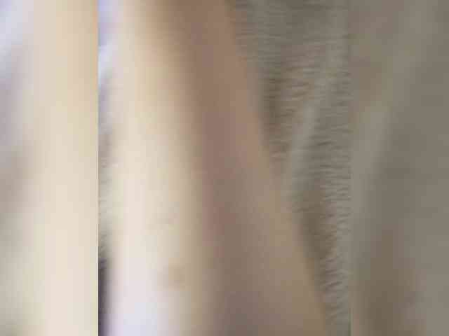 Piff_Pawlady webcam