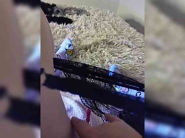 Piff_Pawlady webcam