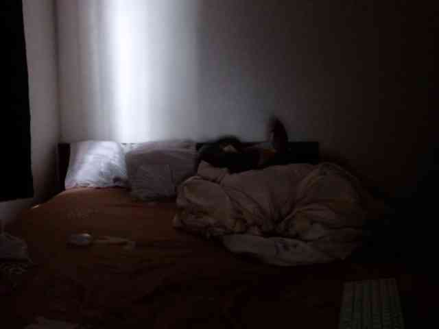 Kittysugar Kittysugar