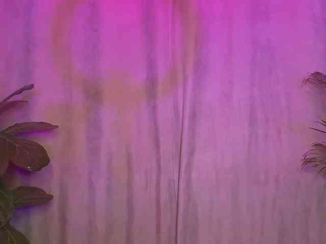 dalmatian-girl dalmatian-girl