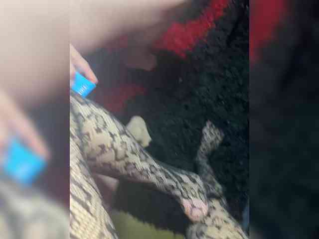 hidden sex webcam Zolomax228