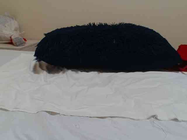 Hairysquiter webcam