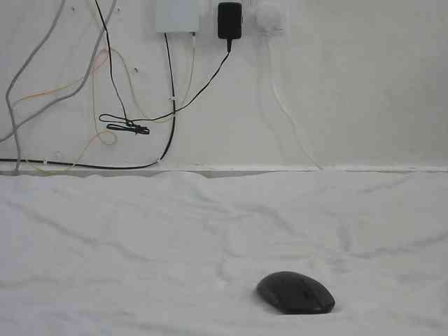 Hairysquiter webcam