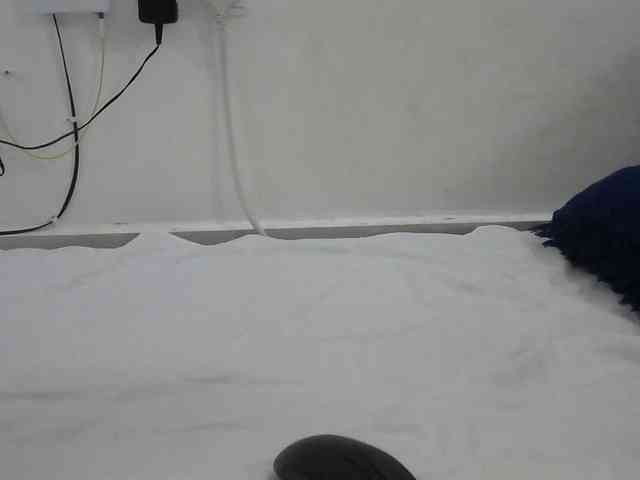 Hairysquiter webcam
