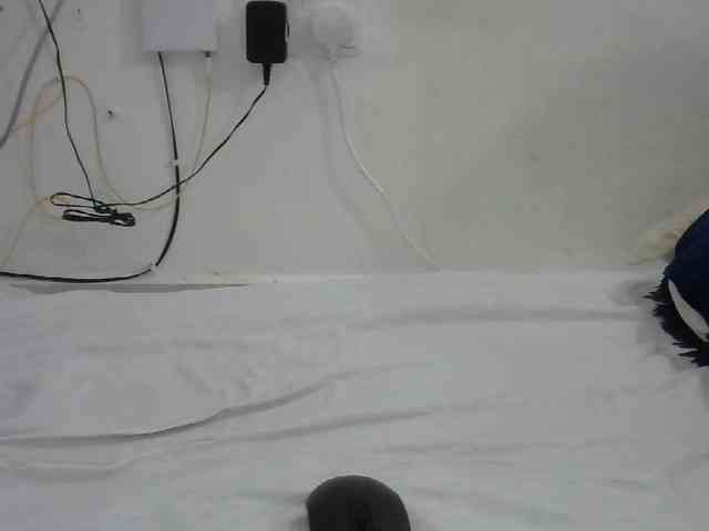 Hairysquiter webcam