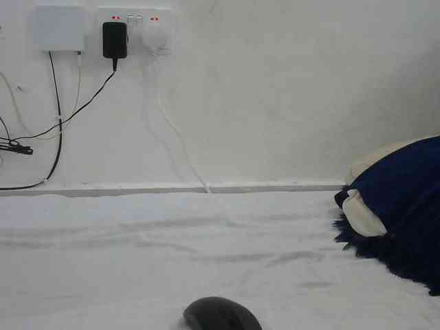 Hairysquiter webcam