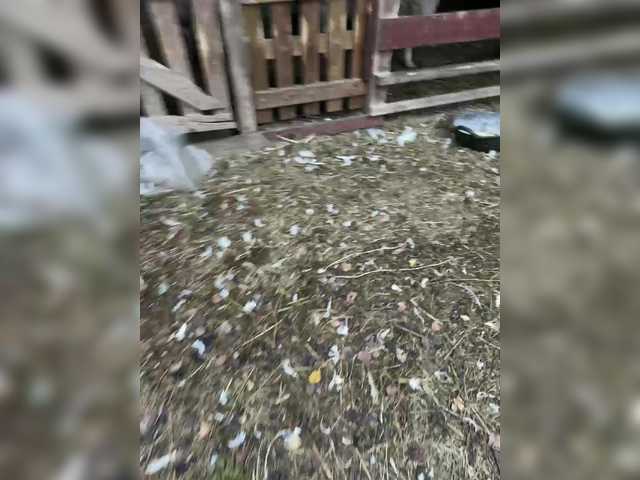 VibroMashulkaDashulka
