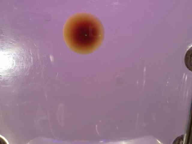 Midnightrose11 Midnightrose11