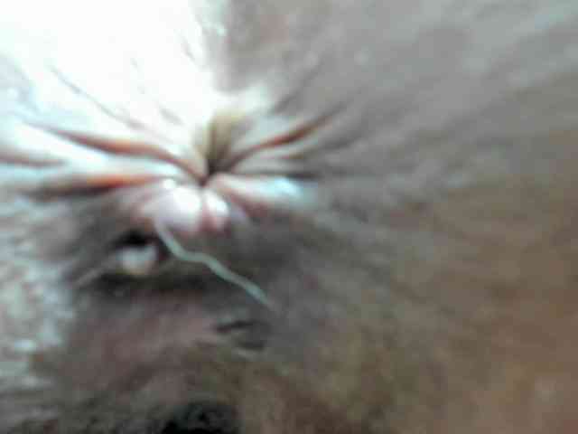 rosebbw69 webcam