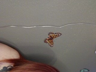 Adelaideskyy Porn Show