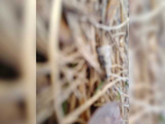 Adelaideskyy's BongaCams show and profile